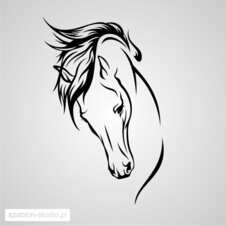 koń,konik animal_146